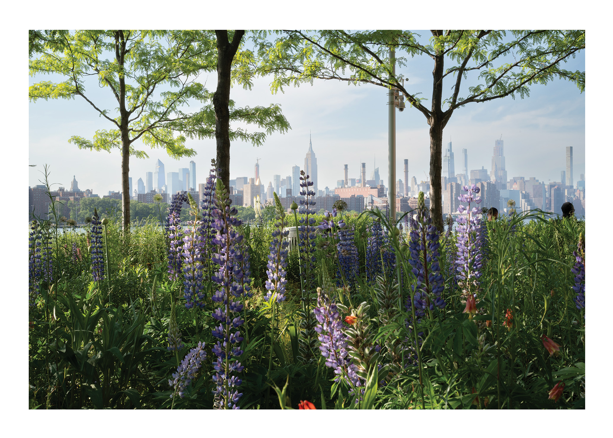 Ny Skyline Flowers - Poster - 2