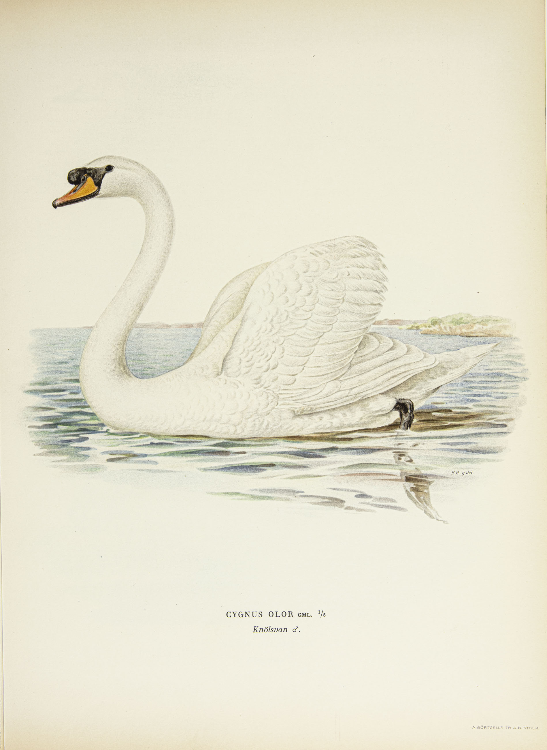 Mute swan