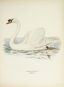 Mute swan