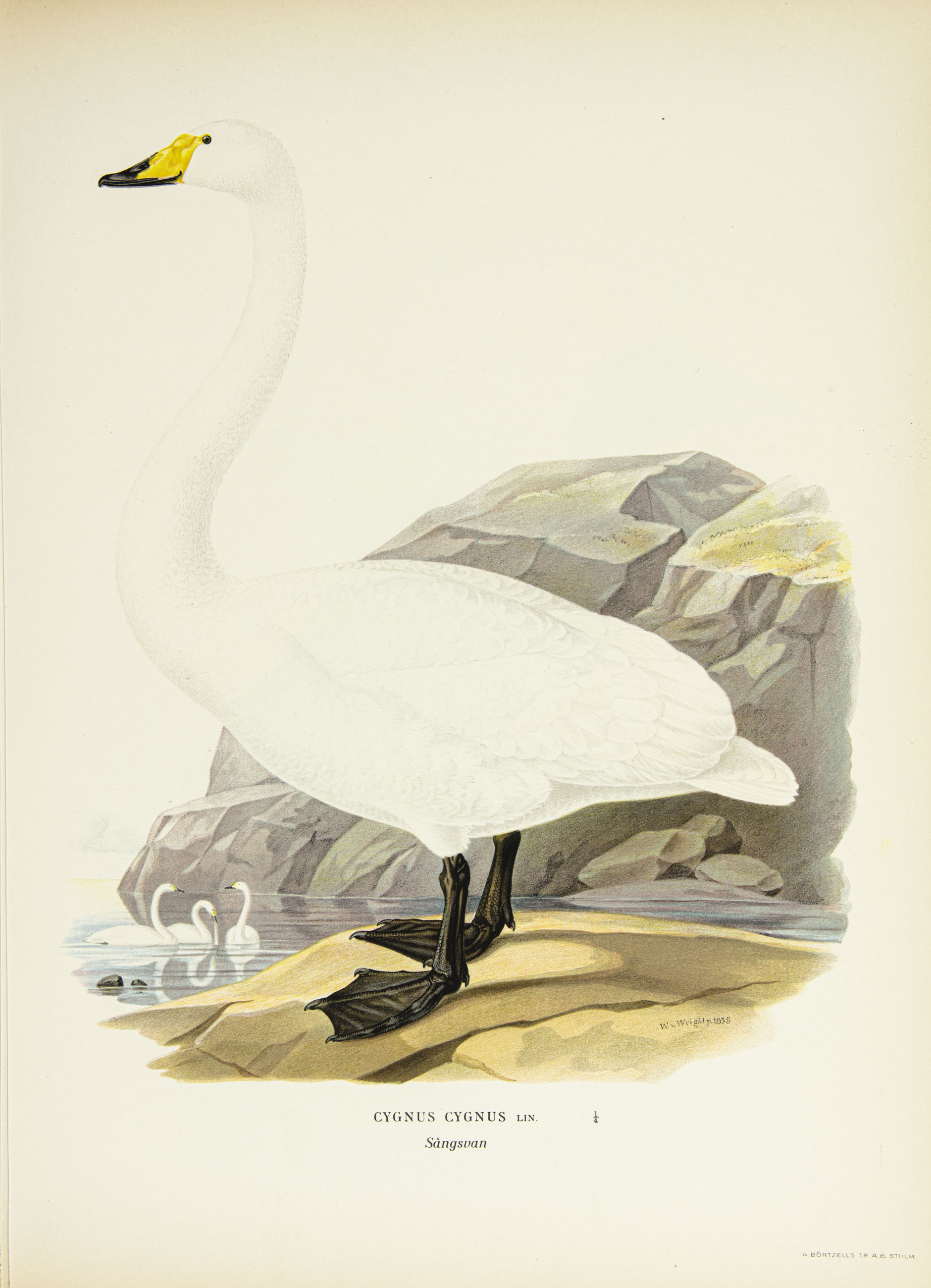 Whooper swan