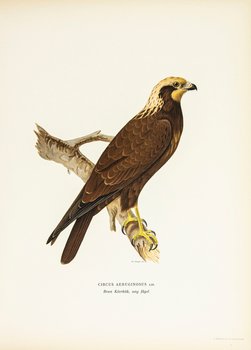 Western marsh harrier, young bird
