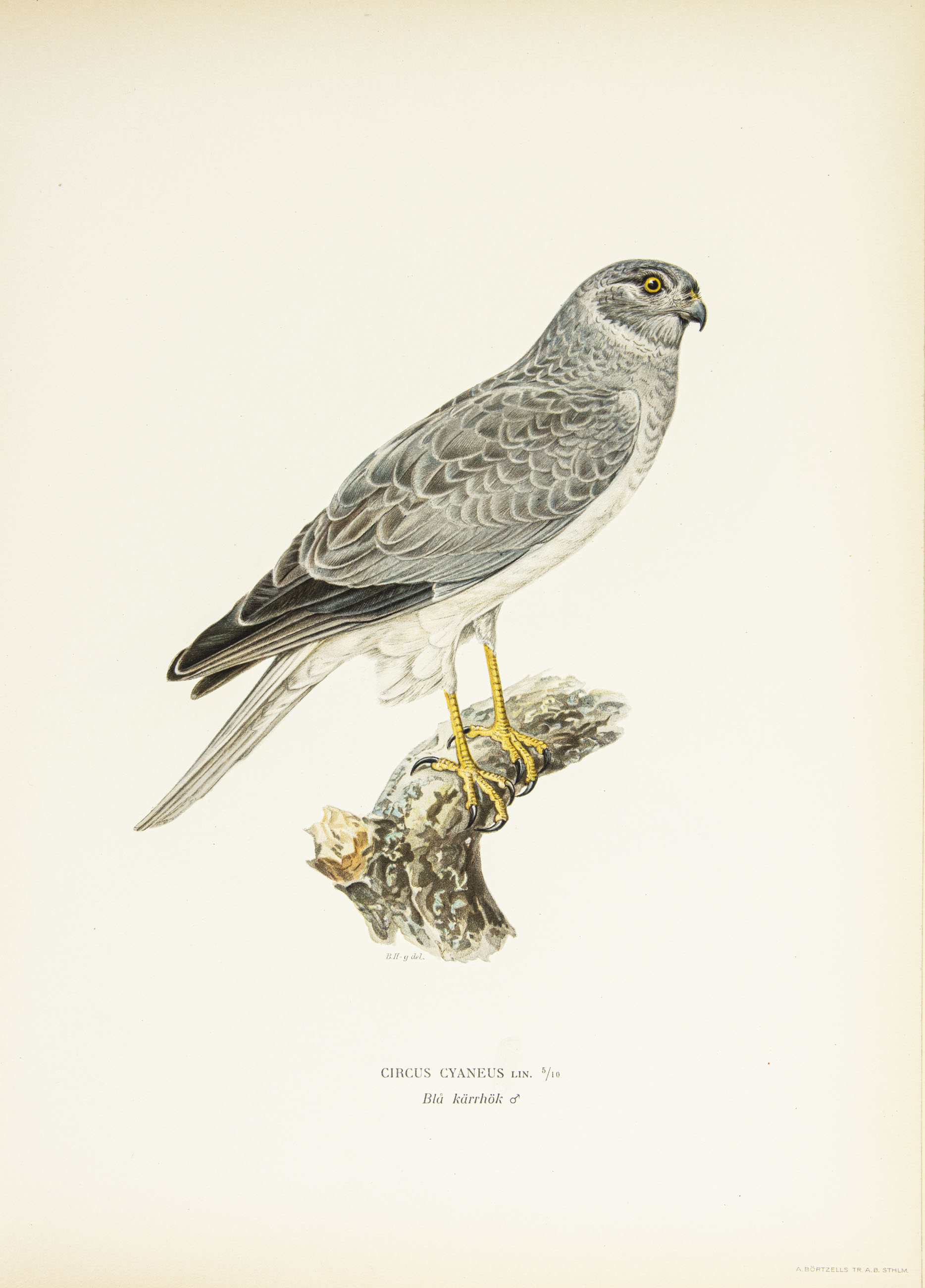 Hen harrier (male)