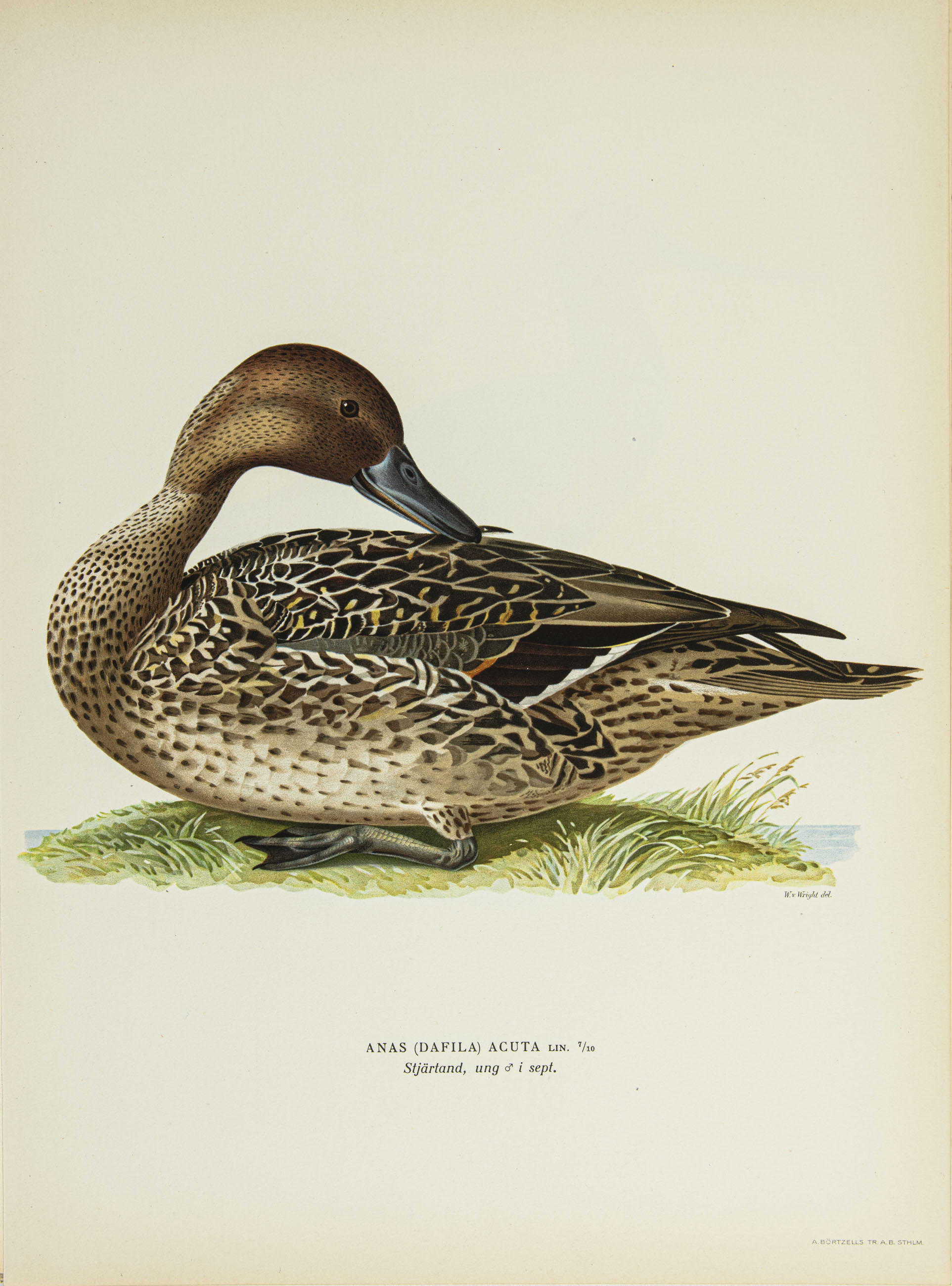 Northern pintail, young in September (male)