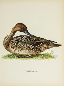 Northern pintail, young in September (male)