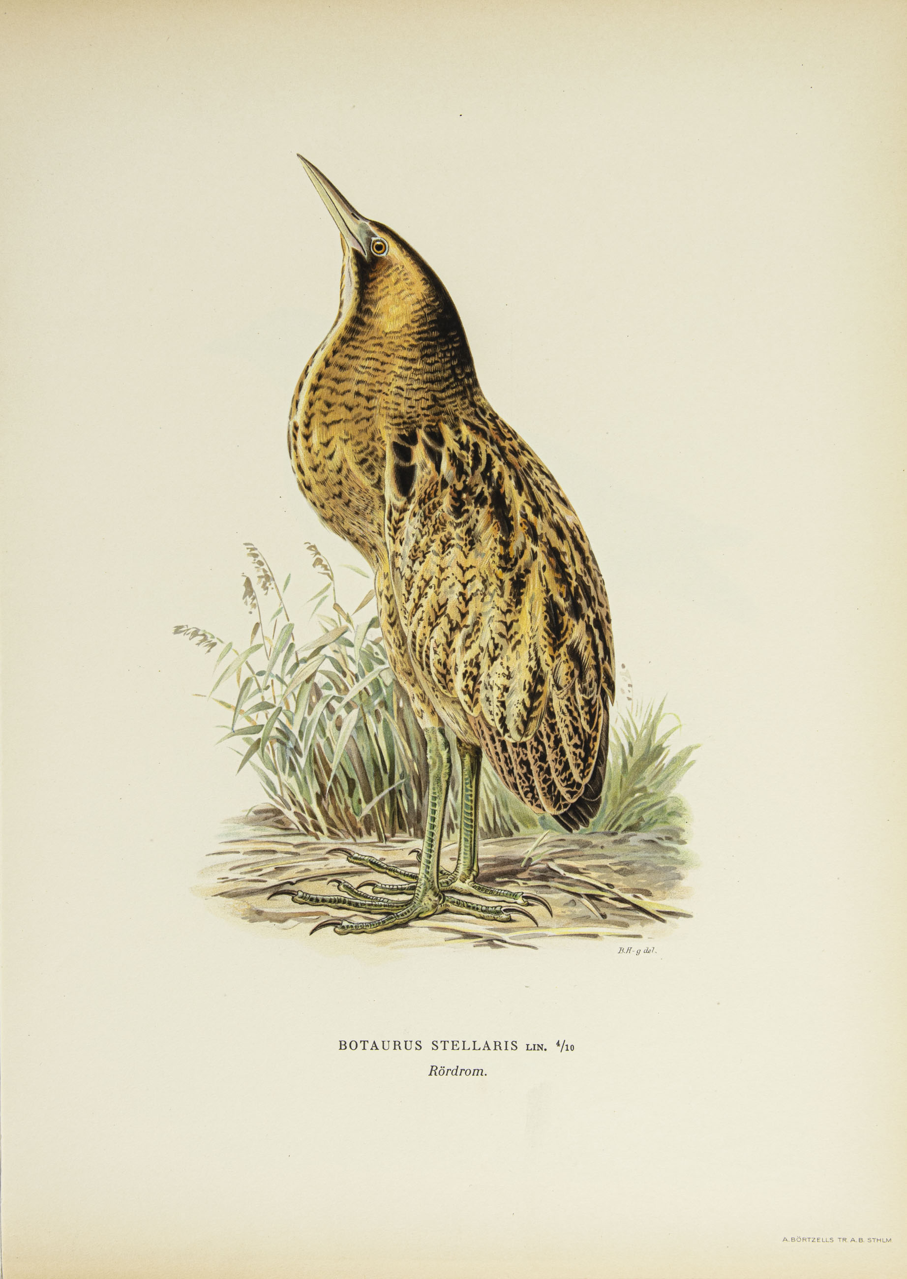 Eurasian bittern