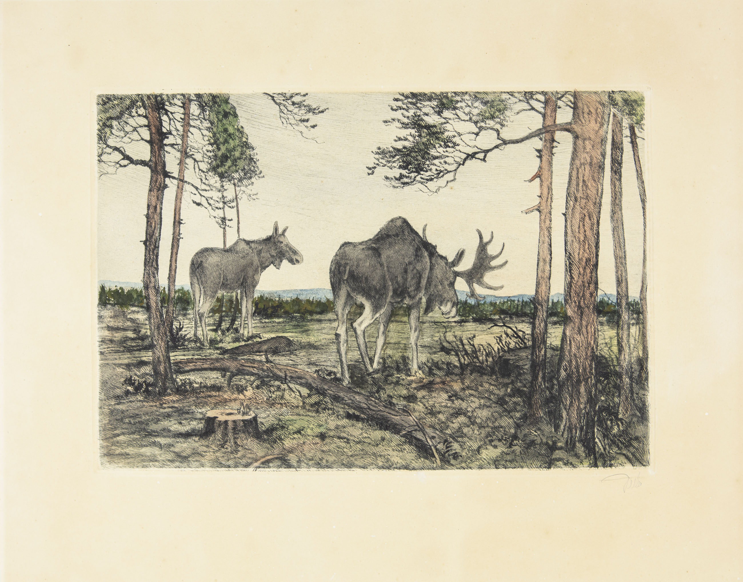 Moose - Hand Colored Etching