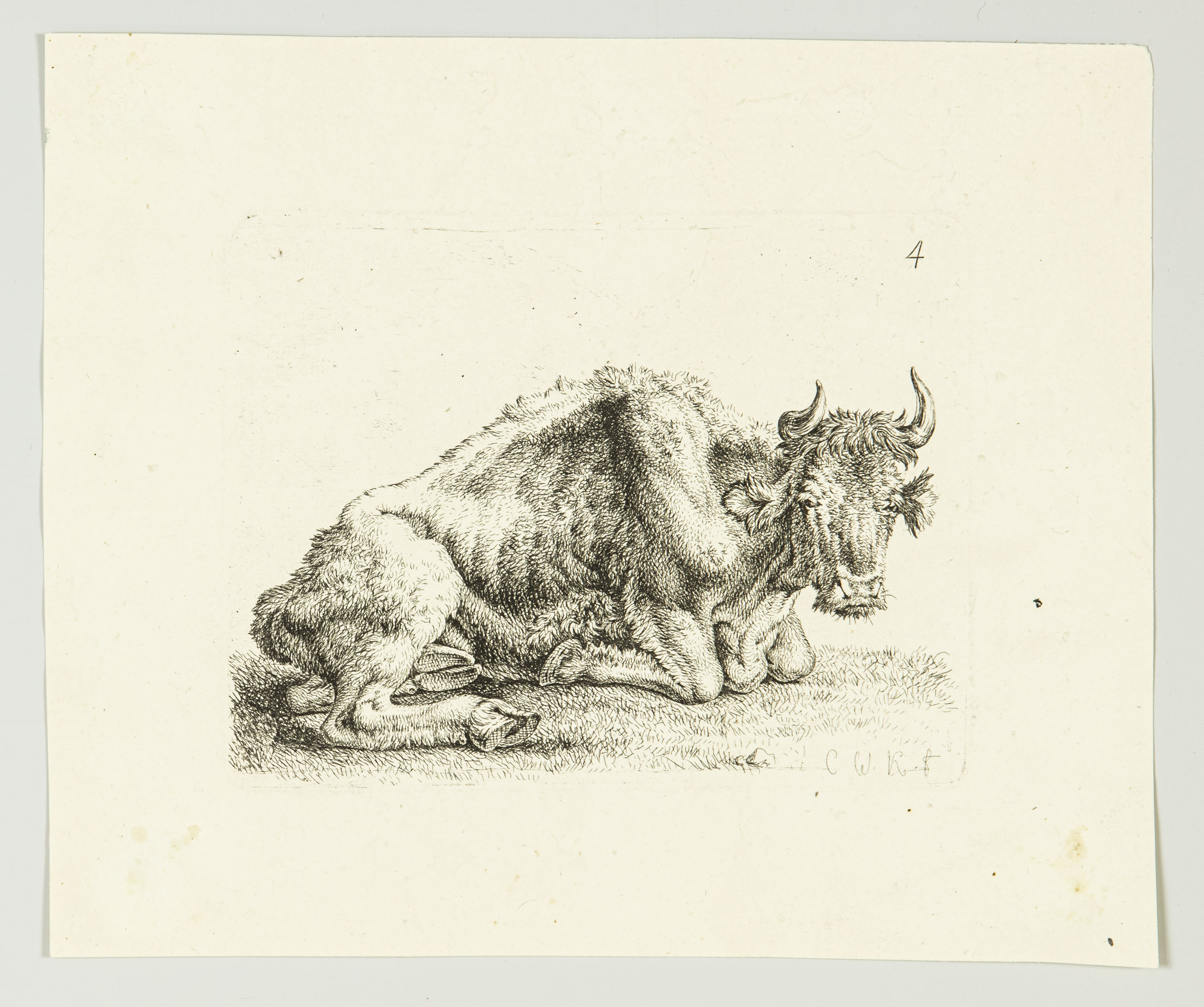 Etching - Ox