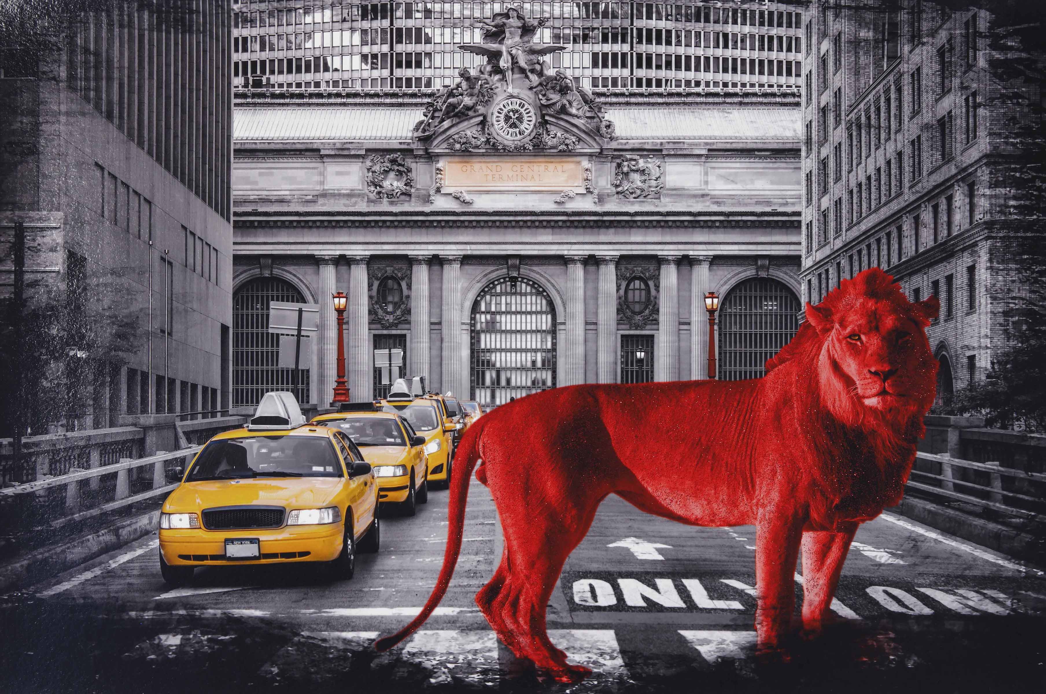Red King in Big Apple - 2