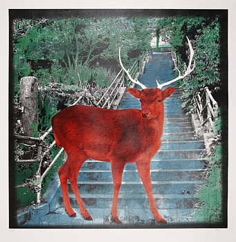 My Deer Friend