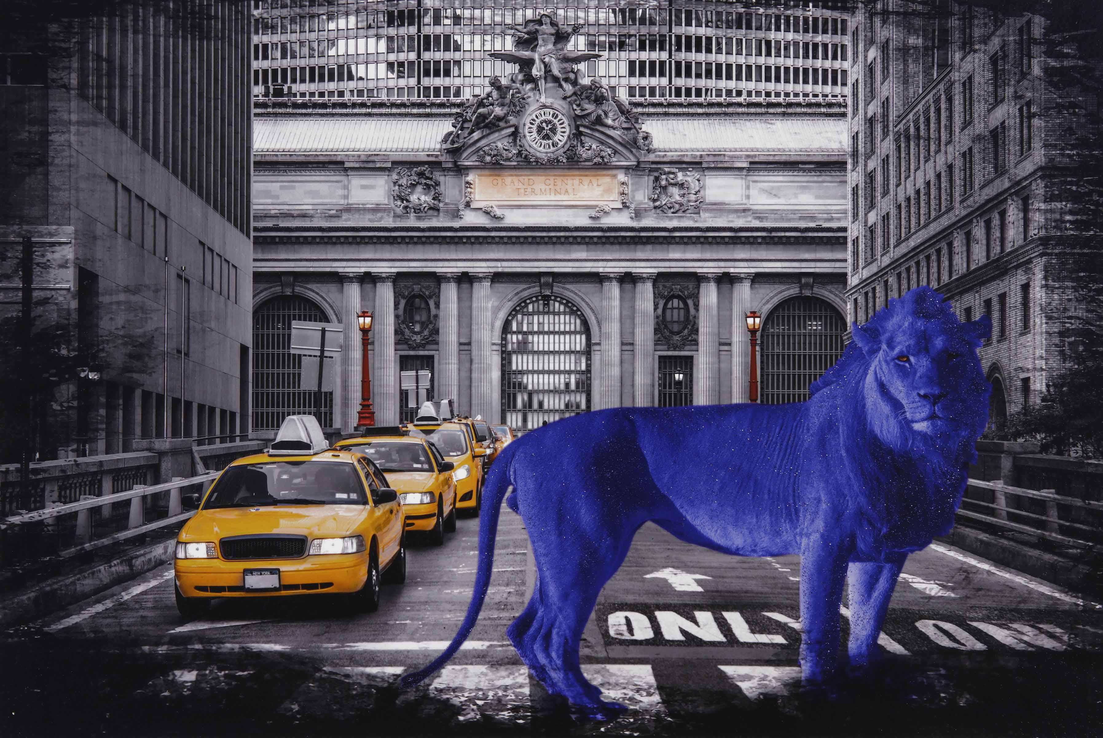 Blue King in Big Apple - 2