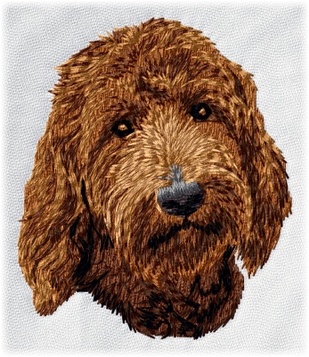 Labradoodle, doodle, goldendoodle 2 - Brodyr 151