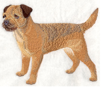 Borderterrier, Border terrier 2 - Brodyr 155