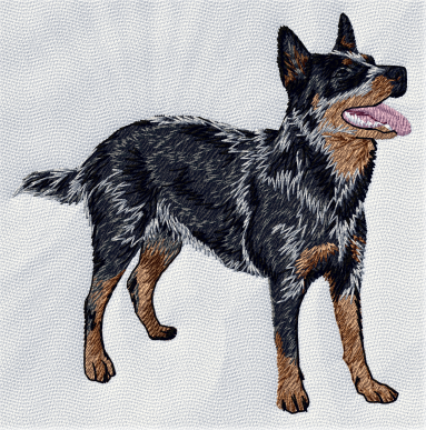 Australian cattle dog blue heeler - Brodyr 1