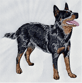 Australian cattle dog blue heeler - Brodyr 1