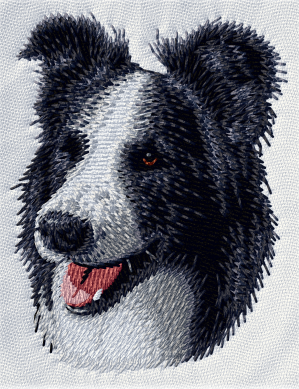 Border collie - Brodyr 2