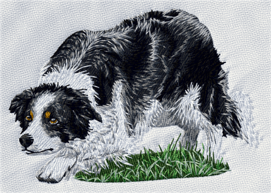 Border collie vallande - Brodyr 3