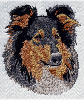 Långhårig collie trefärgad - Brodyr 5