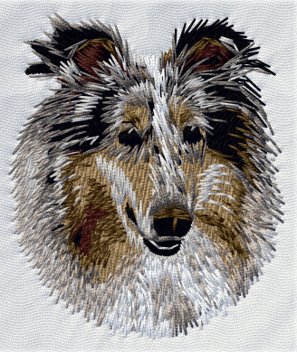 Långhårig collie blue merle - Brodyr 6