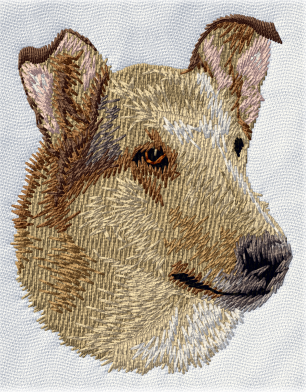 Korthårig collie sobel - Brodyr 8