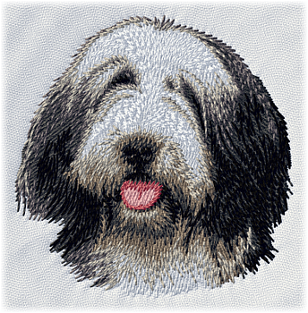 Bearded collie - Brodyr 9
