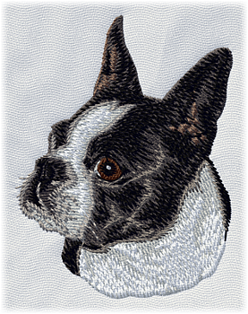Bostonterrier - Brodyr 10