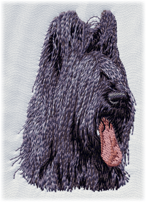 Briard - Brodyr 13
