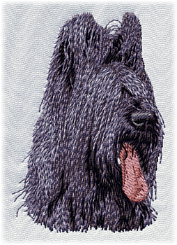 Briard - Brodyr 13