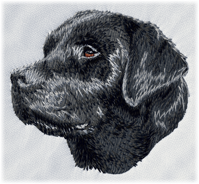 Labrador retriever svart - Brodyr 21