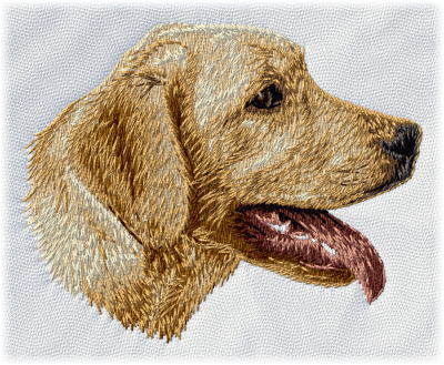 Labrador retriever gul - Brodyr 22