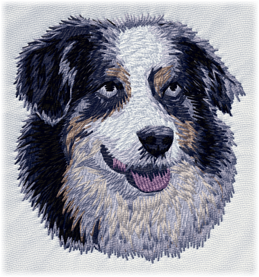 Australian shepherd blue merle - Brodyr 25