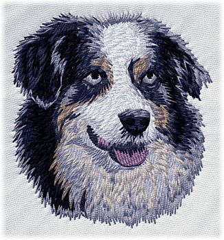 Australian shepherd blue merle - Brodyr 25