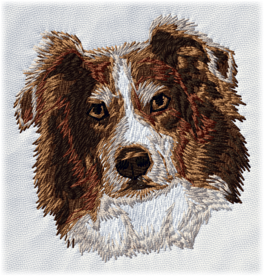 Australian shepherd brun, röd - Brodyr 26