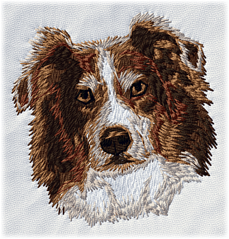 Australian shepherd brun, röd - Brodyr 26