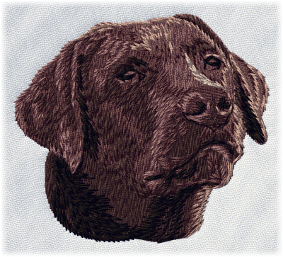 Labrador retriever brun - Brodyr 27