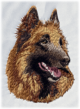 Belgisk vallhund tervueren - Brodyr 29