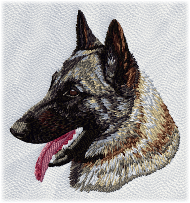 Belgisk vallhund malinois - Brodyr 34