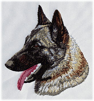 Belgisk vallhund malinois - Brodyr 34