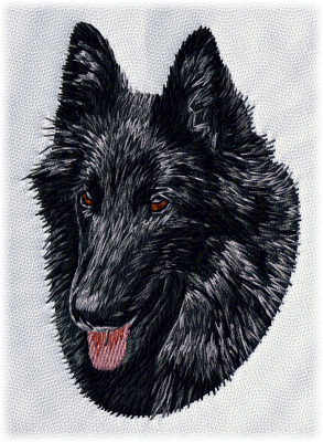 Belgisk vallhund Groenendael Grönis - Brodyr 36