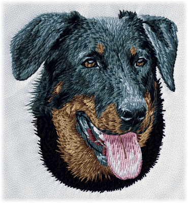 Beauceron - Brodyr 38