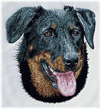 Beauceron - Brodyr 38