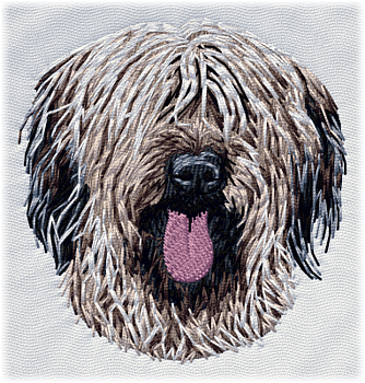 Briard fawn - Brodyr 42