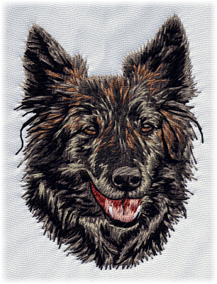 Holländsk herdehund långhårig - Brodyr 43