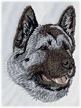 American Akita - Brodyr 81