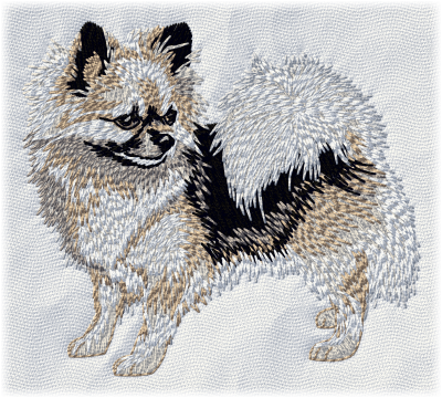 Chihuahua - Brodyr 82
