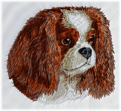Cavalier king charles spaniel - Brodyr 84
