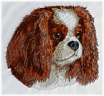 Cavalier king charles spaniel - Brodyr 84