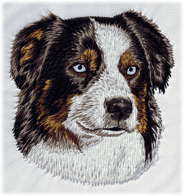 Australian Shepherd - Brodyr 95