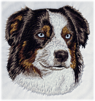Australian Shepherd - Brodyr 95