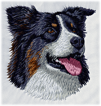 Australian Shepherd - Brodyr 96