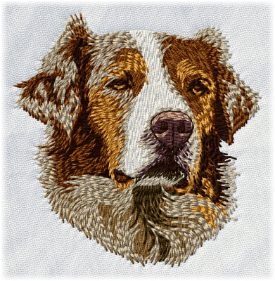 Australian Shepherd - Brodyr 97